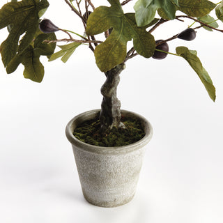 FIG TREE WITH FIGS POTTED DROP-IN 34"