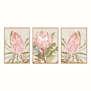 QUEEN PROTEA GICLEES, SET OF 3