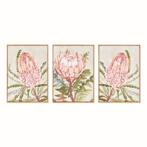 QUEEN PROTEA GICLEES, SET OF 3