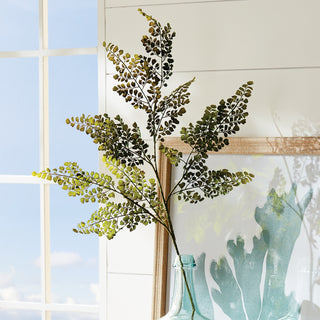 MAIDENHAIR FERN STEM