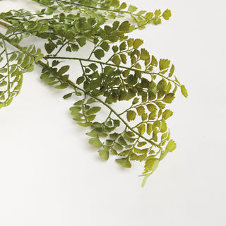 MAIDENHAIR FERN STEM