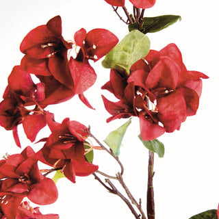 BOUGAINVILLEA  STEMS 54", BUNDLE OF 2