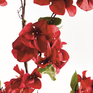 BOUGAINVILLEA  STEMS 54", BUNDLE OF 2