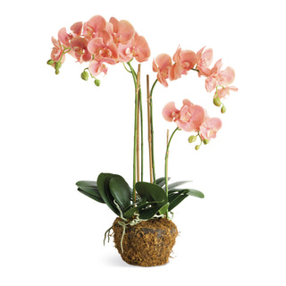 PHALAENOPSIS ORCHID DROP-IN 30"