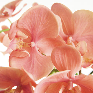 PHALAENOPSIS ORCHID DROP-IN 30"
