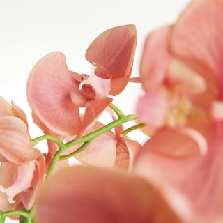 PHALAENOPSIS ORCHID DROP-IN 30"