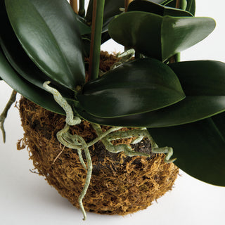 PHALAENOPSIS ORCHID DROP-IN 30"