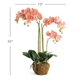 PHALAENOPSIS ORCHID DROP-IN 30"