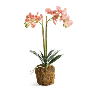 PHALAENOPSIS ORCHID DROP-IN 23"