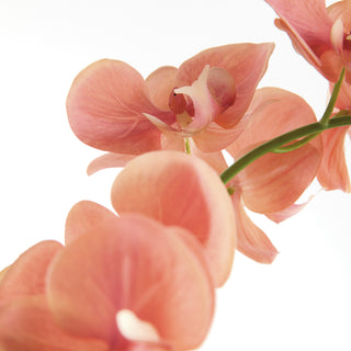 PHALAENOPSIS ORCHID DROP-IN 23"