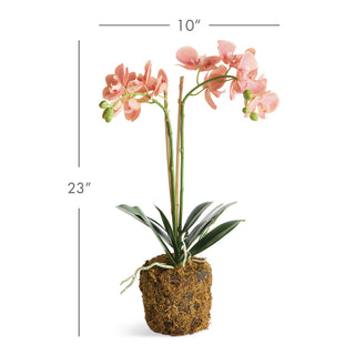 PHALAENOPSIS ORCHID DROP-IN 23"
