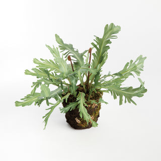 RABBIT FOOT DROP-IN 13.5"