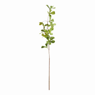 SHADY LADY BLACK OLIVE STEMS 28", SET OF 4