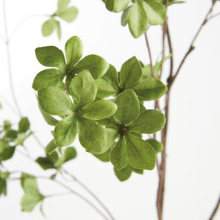 SHADY LADY BLACK OLIVE BRANCHES 56", SET OF 2