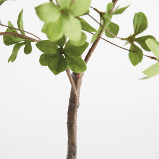 SHADY LADY BLACK OLIVE BRANCHES 56", SET OF 2