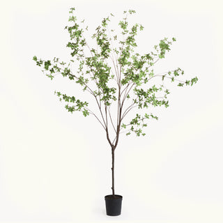 SHADY LADY BLACK OLIVE TREE DROP-IN 76"