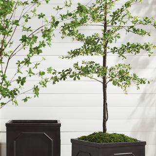 SHADY LADY BLACK OLIVE TREE DROP-IN 76"