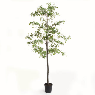 SHADY LADY OLIVE TREE DROP-IN 89"