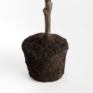 FAUX LEMON TREE DROP-IN 49"