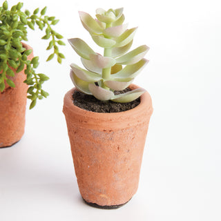 POTTED SUCCULENTS 8.5", SET OF 6