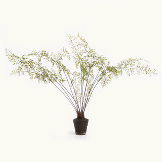 MAIDENHAIR DROP-IN 44"