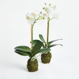 PHALAENOPSIS ORCHID DROP-IN 15" ST/2
