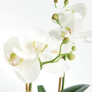 PHALAENOPSIS ORCHID DROP-IN 15" ST/2