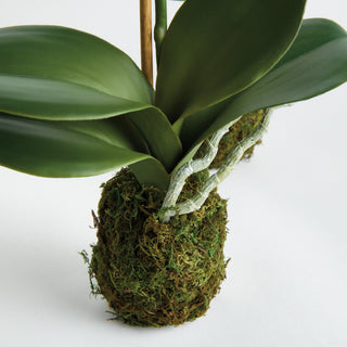 PHALAENOPSIS ORCHID DROP-IN 15" ST/2