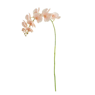 PHALAENOPSIS ORCHID STEMS 28" ST/4