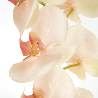 PHALAENOPSIS ORCHID STEMS 28" ST/4