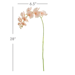 PHALAENOPSIS ORCHID STEMS 28" ST/4