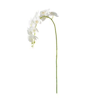 PHALAENOPSIS ORCHID STEMS 28" ST/4