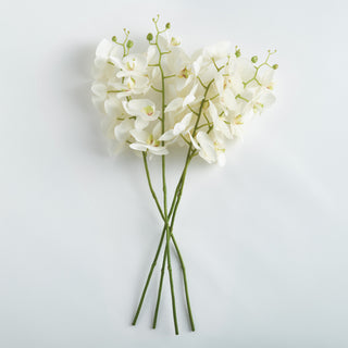 PHALAENOPSIS ORCHID STEMS 28" ST/4