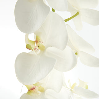 PHALAENOPSIS ORCHID STEMS 28" ST/4