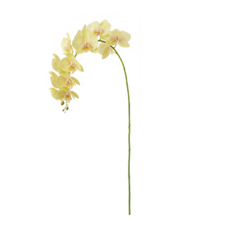 PHALAENOPSIS ORCHID STEMS 28" ST/4