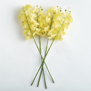PHALAENOPSIS ORCHID STEMS 28" ST/4