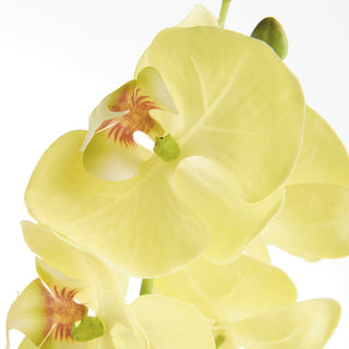 PHALAENOPSIS ORCHID STEMS 28" ST/4