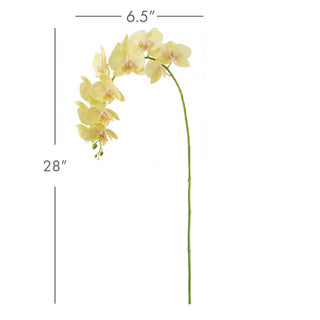 PHALAENOPSIS ORCHID STEMS 28" ST/4