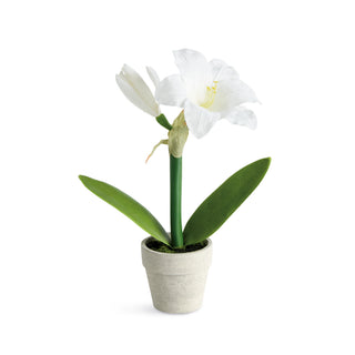 MINI AMARYLLIS POTTED DROP-IN 9"