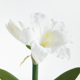 MINI AMARYLLIS POTTED DROP-IN 9"
