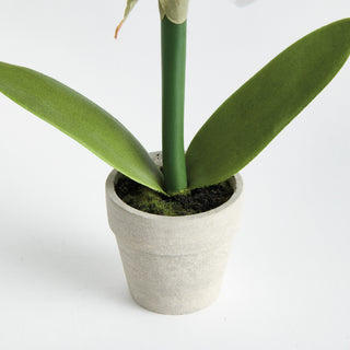 MINI AMARYLLIS POTTED DROP-IN 9"