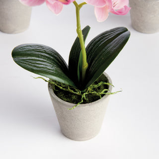 MINI PHALAENOPSIS ORCHIDS POTTED 9", SET OF 4
