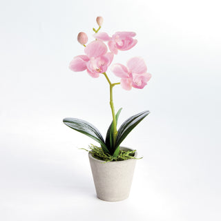 MINI PHALAENOPSIS ORCHIDS POTTED 9", SET OF 4