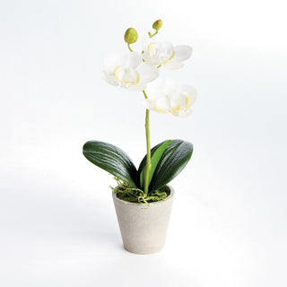 MINI PHALAENOPSIS ORCHIDS POTTED 9", SET OF 4