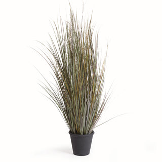 ORNAMENTAL GRASS POTTED 49"