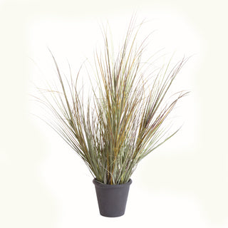 ORNAMENTAL  GRASS POTTED 39"