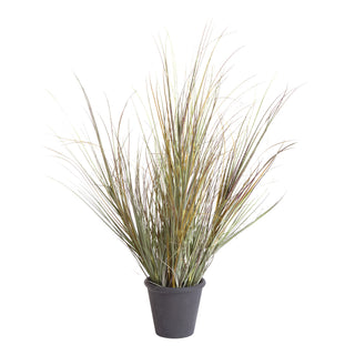 ORNAMENTAL GRASS POTTED 39"