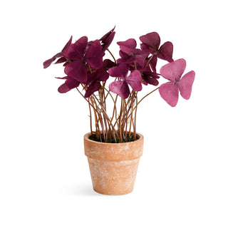MINI OXALIS POTTED DROP-IN 7" ST/4