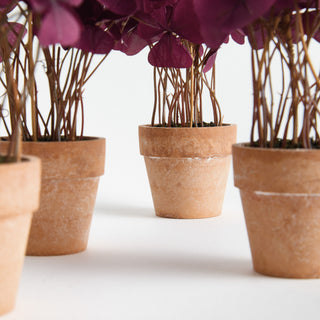 MINI OXALIS POTTED DROP-IN 7" ST/4