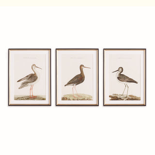WANDERING BIRDS STUDY, SET OF 3